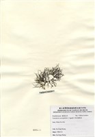 藏品(傘房龍鬚菜)的圖片